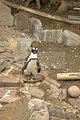 leipzig zoo-01_07_2011_zoo_allgemein_392